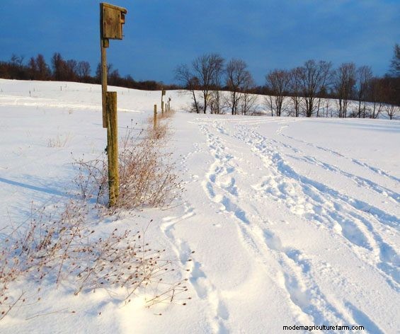 Snow Retention Pasture Walk