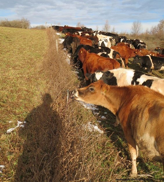 Snow Retention Pasture Walk