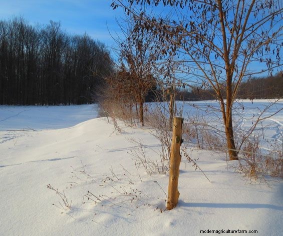 Snow Retention Pasture Walk