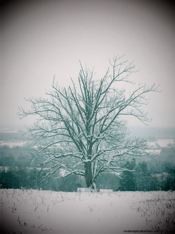 Snow Retention Pasture Walk