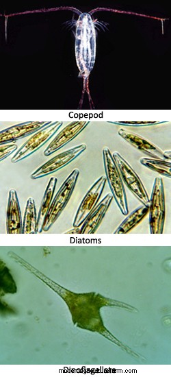 Diversity in Pasture Plants Has Big Effects on Herd and Flock Health