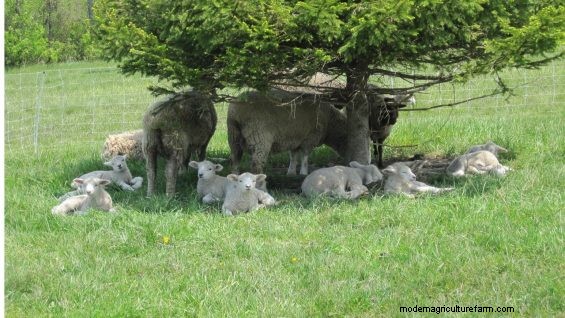 Diversity in Pasture Plants Has Big Effects on Herd and Flock Health
