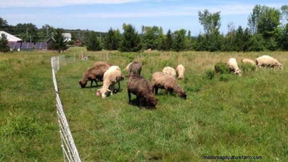 Diversity in Pasture Plants Has Big Effects on Herd and Flock Health