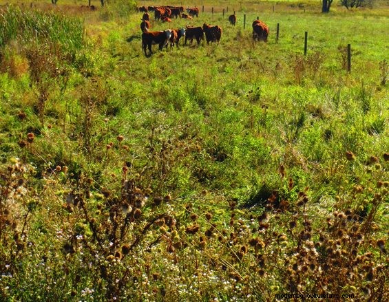Grazing Around Streams – More Ways To Do The Right Thing