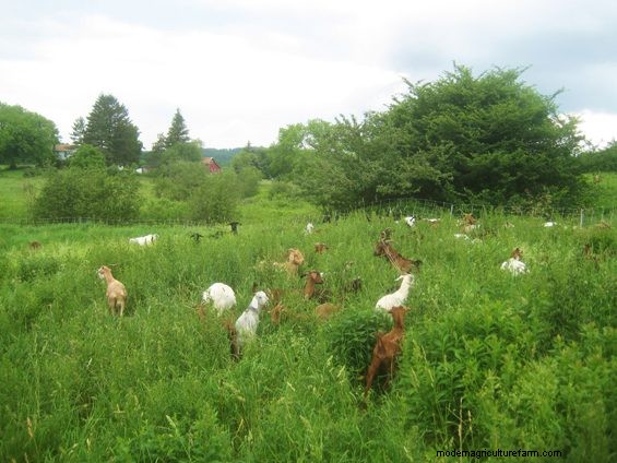 Grazing Around Streams – More Ways To Do The Right Thing