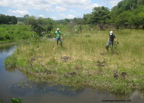 Grazing Around Streams – More Ways To Do The Right Thing