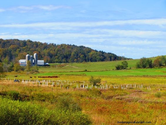 Grazing Around Streams – More Ways To Do The Right Thing