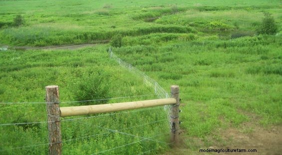 Grazing Around Streams – More Ways To Do The Right Thing