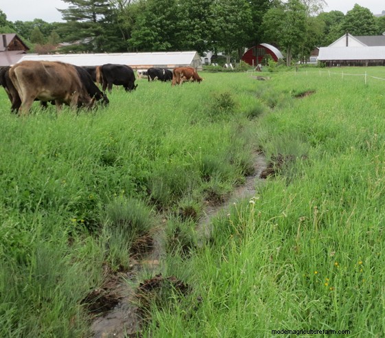 Grazing Around Streams – Three Examples of Trying to Do the Right Thing