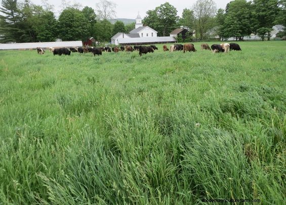 Grazing Around Streams – Three Examples of Trying to Do the Right Thing