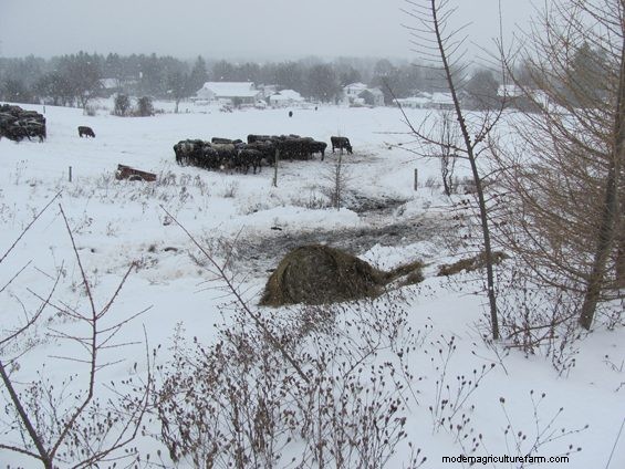Grazing Around Streams – Three Examples of Trying to Do the Right Thing