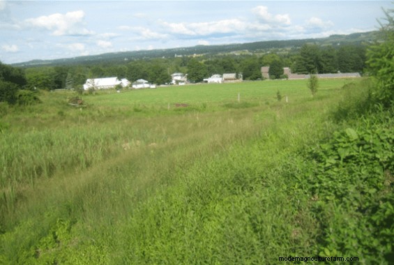 Grazing Around Streams – Three Examples of Trying to Do the Right Thing