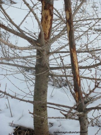 Grazing Around Streams – Three Examples of Trying to Do the Right Thing