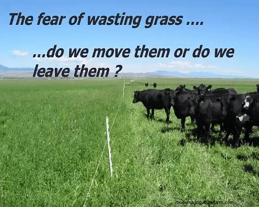 Create Another “Acre” of Pasture By Managing the Grass You’ve Got