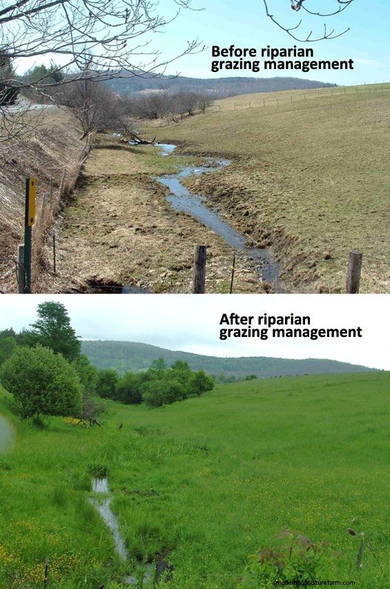 Riparian Grazing: Can We Just Do The Right Thing?