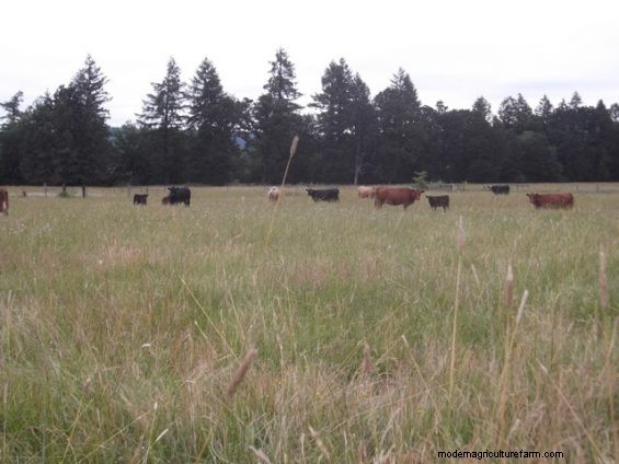 So, Which Is It – Drought Planning or Weed Management?