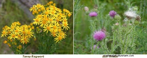 So, Which Is It – Drought Planning or Weed Management?