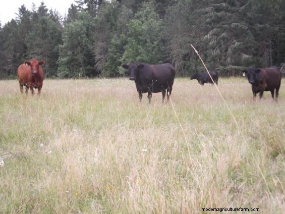 So, Which Is It – Drought Planning or Weed Management?