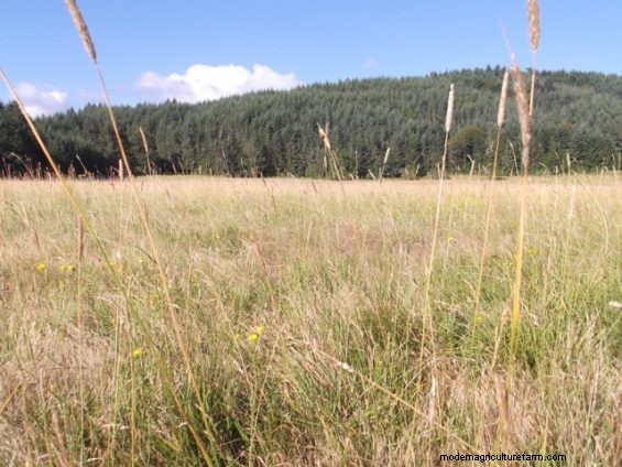 So, Which Is It – Drought Planning or Weed Management?