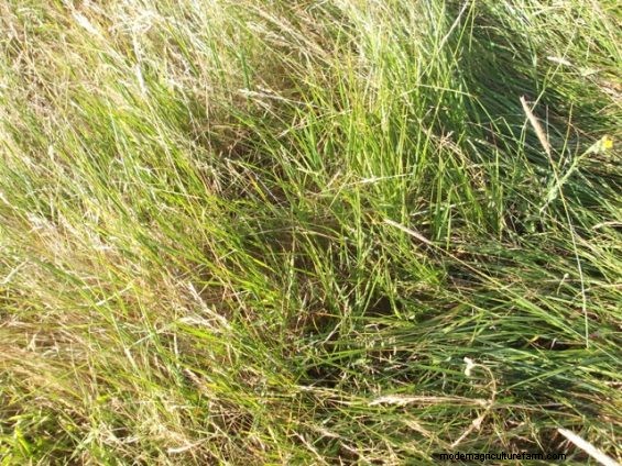 So, Which Is It – Drought Planning or Weed Management?