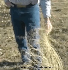 Fenceless Targeted Grazing Using Supplement Blocks