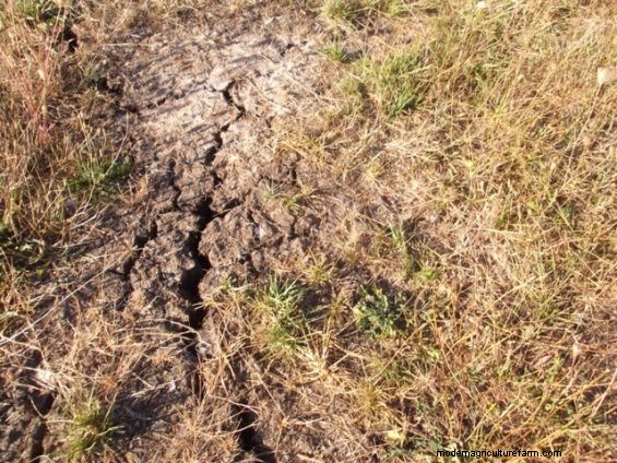 You Can’t Grow Beans From Cracks in the Ground