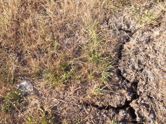 You Can’t Grow Beans From Cracks in the Ground
