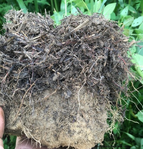 The Four Principles of Soil Health Applied to Forages