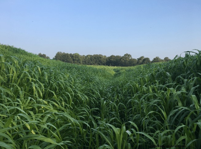The Four Principles of Soil Health Applied to Forages
