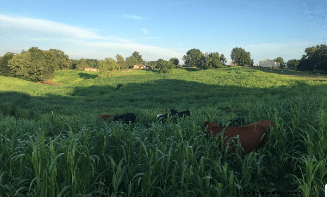 The Four Principles of Soil Health Applied to Forages