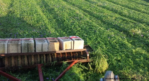 The Four Principles of Soil Health Applied to Forages
