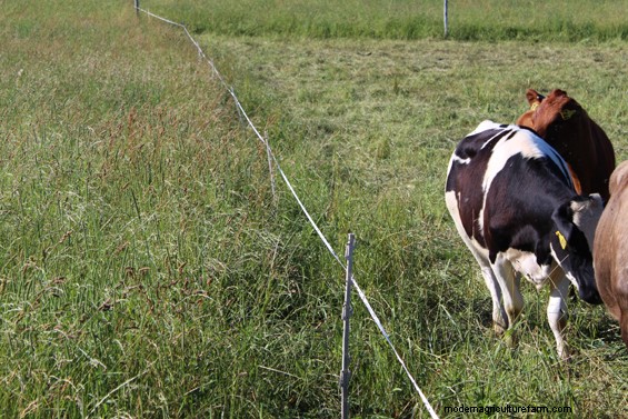 What Makes Grass Grow Back Fastest –  Trampling, Clipping or Cow Spit?