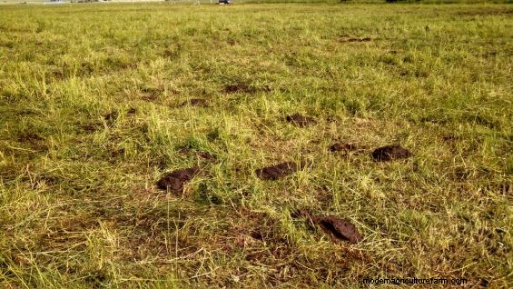 What Makes Grass Grow Back Fastest –  Trampling, Clipping or Cow Spit?