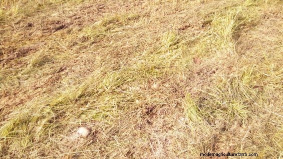 What Makes Grass Grow Back Fastest –  Trampling, Clipping or Cow Spit?