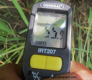 What Makes Grass Grow Back Fastest –  Trampling, Clipping or Cow Spit?