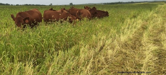 Can Cover Crops and Rotational Grazing Extend Your Grazing Season?