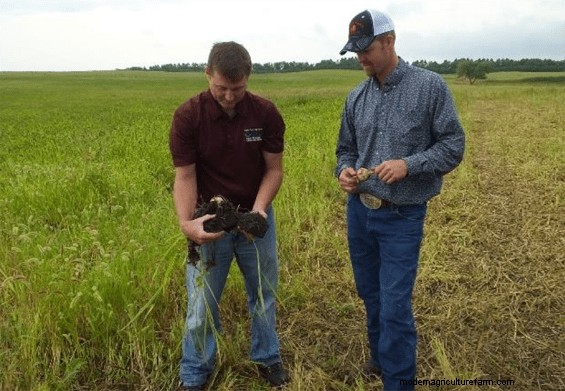 Can Cover Crops and Rotational Grazing Extend Your Grazing Season?