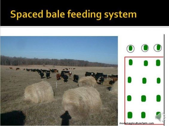 Feeding Hay to Improve Your Land – Part 4