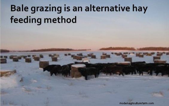 Feeding Hay to Improve Your Land – Part 4