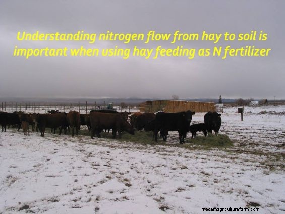 Feeding Hay to Improve Your Land – Part 2