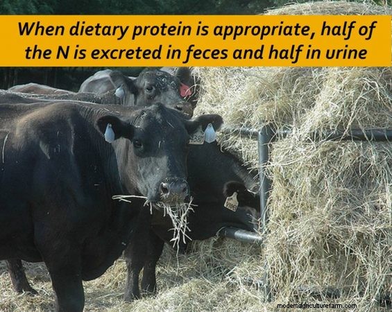 Feeding Hay to Improve Your Land – Part 2