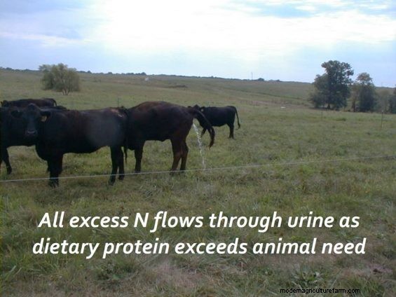 Feeding Hay to Improve Your Land – Part 2