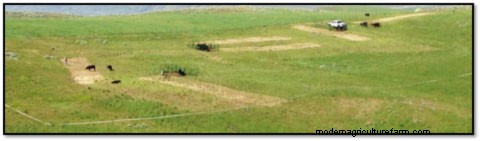 A Rancher’s Discovery Shows Promise for Controlling Medusahead Rye