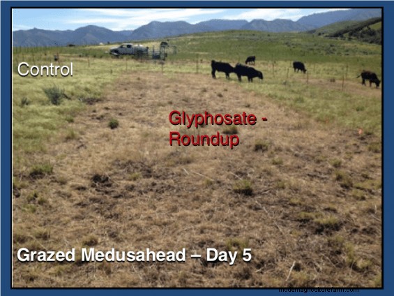 A Rancher’s Discovery Shows Promise for Controlling Medusahead Rye