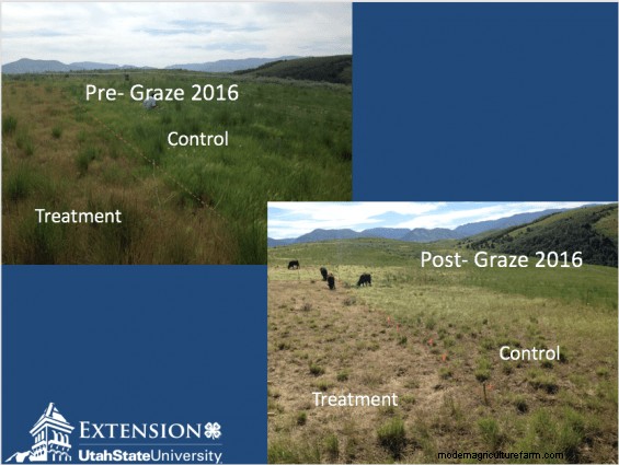 A Rancher’s Discovery Shows Promise for Controlling Medusahead Rye