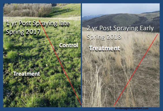 A Rancher’s Discovery Shows Promise for Controlling Medusahead Rye
