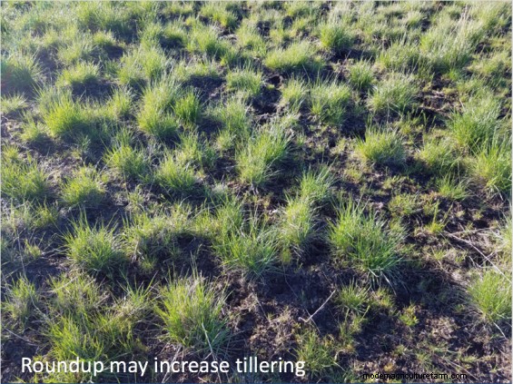 A Rancher’s Discovery Shows Promise for Controlling Medusahead Rye
