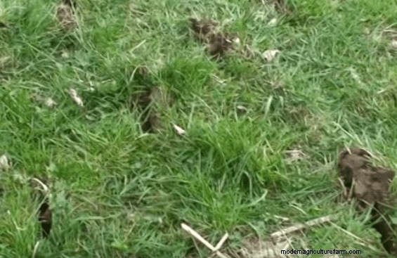 Planting Ryegrass for Winter Grazing