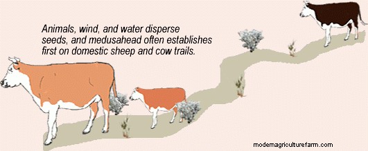 Preventing the Spread of Medusahead