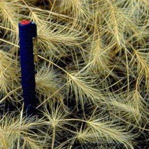 Preventing the Spread of Medusahead